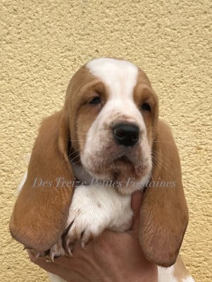 Les chiots de Basset Hound