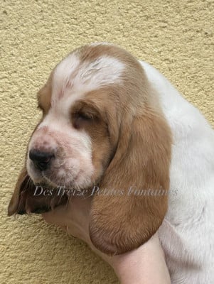 Les chiots de Basset Hound