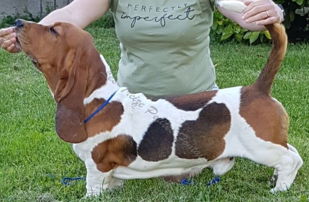 Remus Des Treize Petites Fontaines - 3ème Très Bon Classe Jeune Mâles