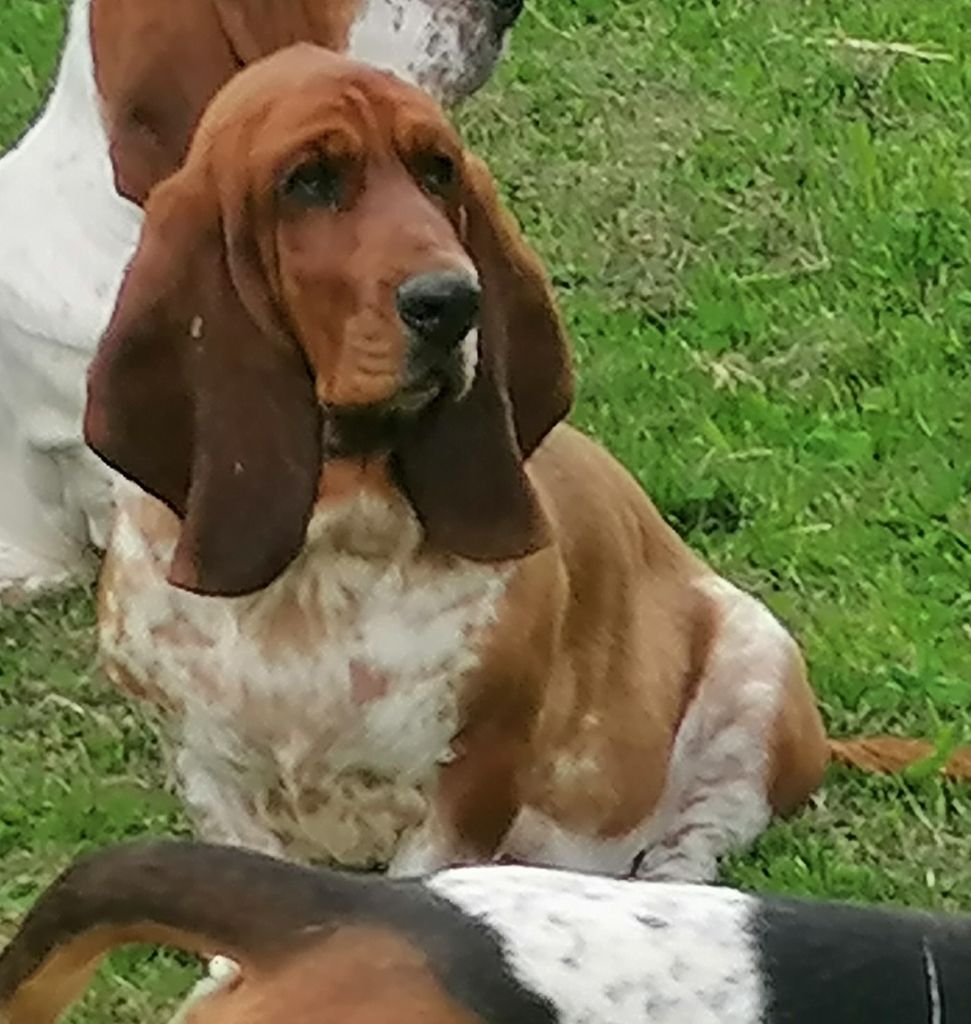 Simply the best Des Treize Petites Fontaines - 2ème EXCELLENT Classe Jeune Femelles