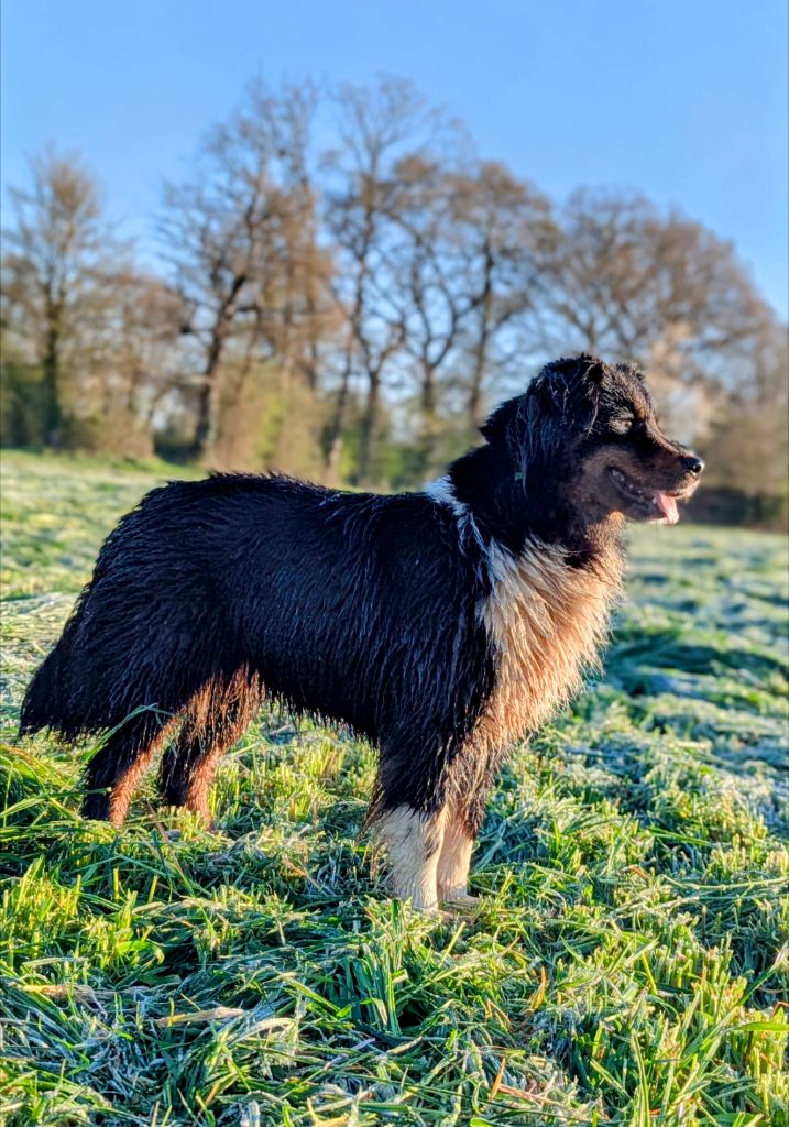 Pearl by activ dog normandy