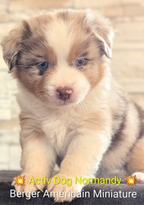 by activ dog normandy