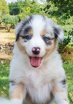 by activ dog normandy