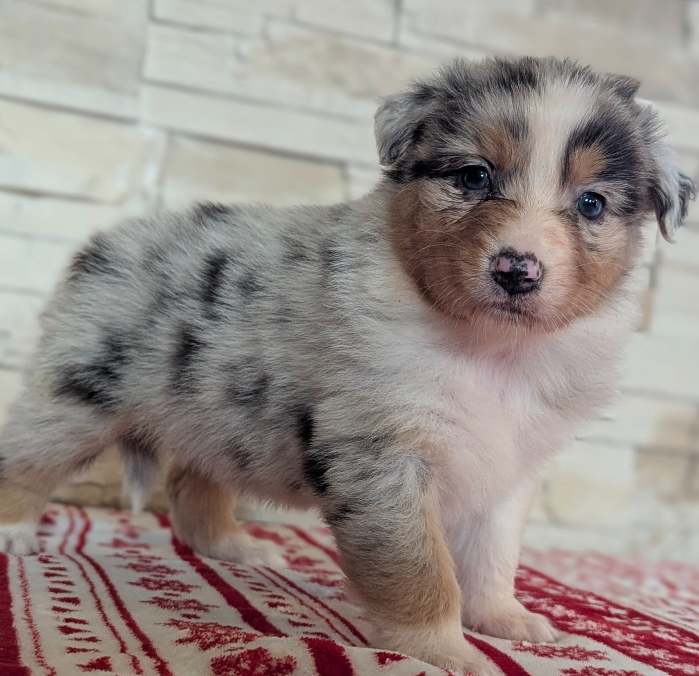 Femelle bleue merle - Berger Australien