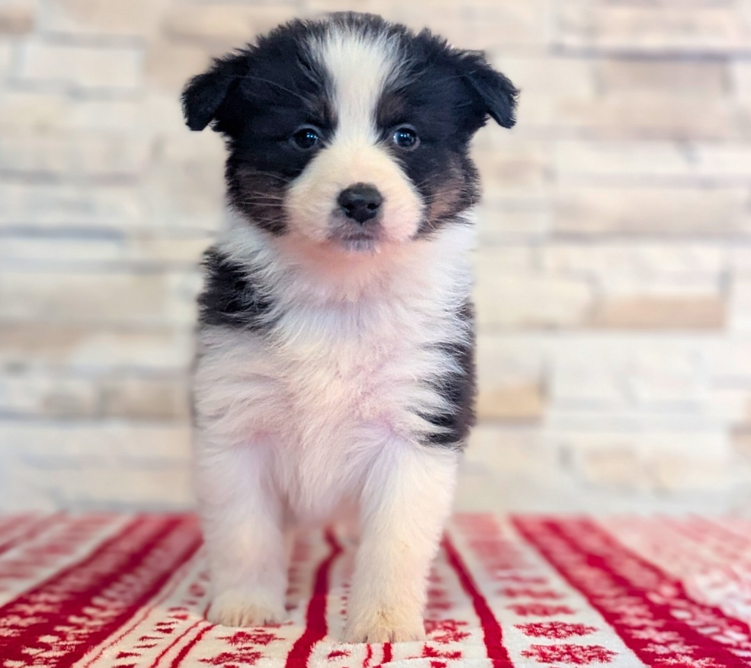 Femelle noire tricolore - Berger Australien