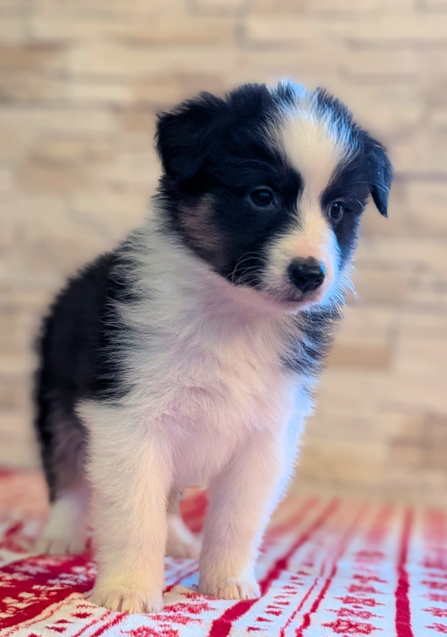 Femelle noire tricolore - Berger Australien