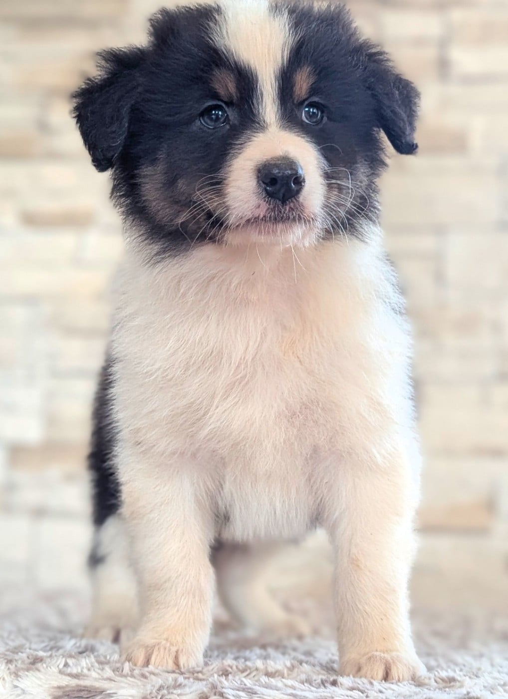 Mâle noir tricolore