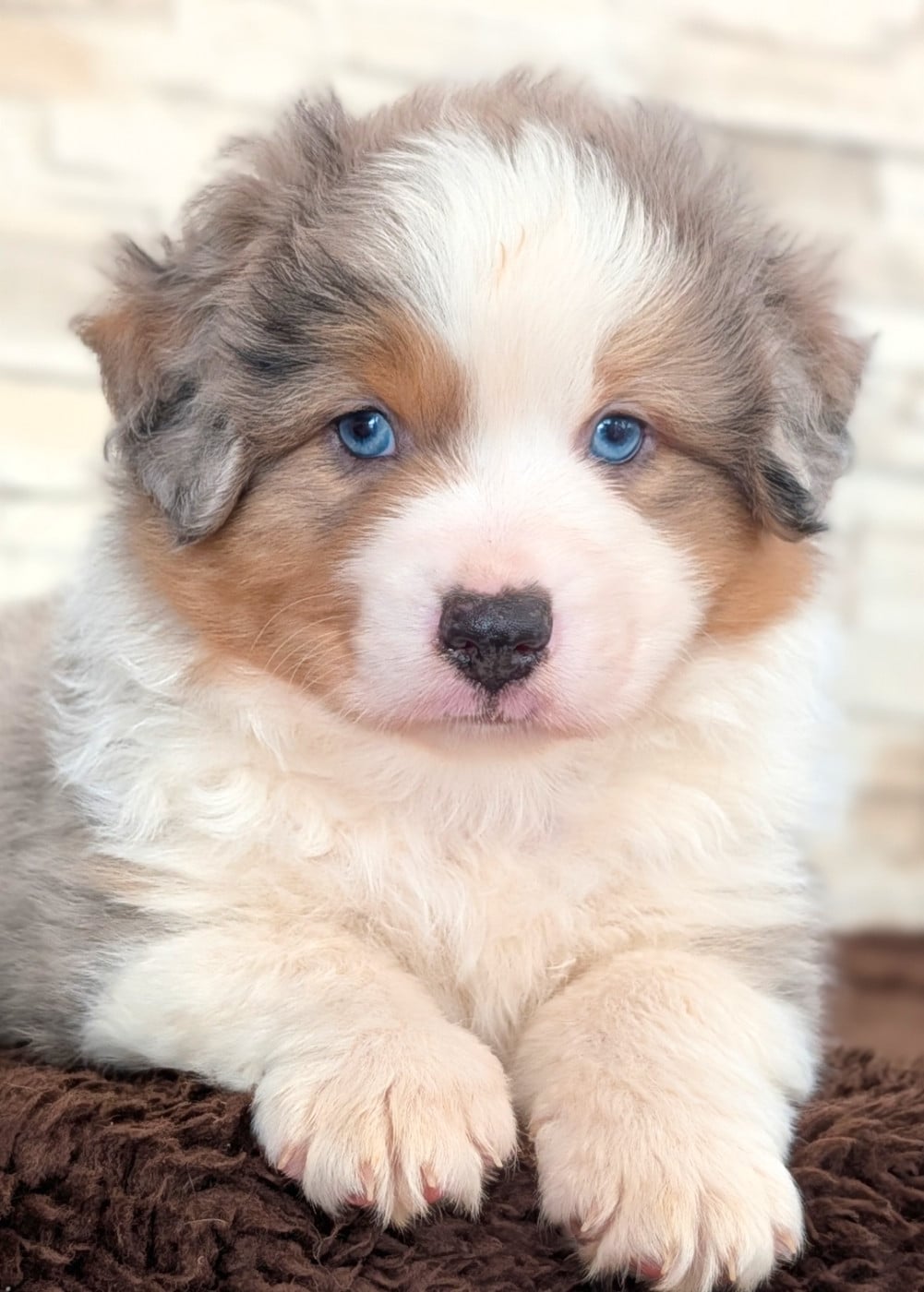 Mâle bleu merle - Berger Américain Miniature 