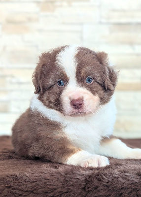 Les chiots de Berger Américain Miniature 