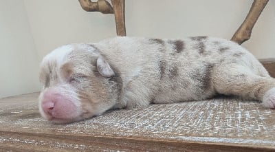 Les chiots de Berger Américain Miniature 