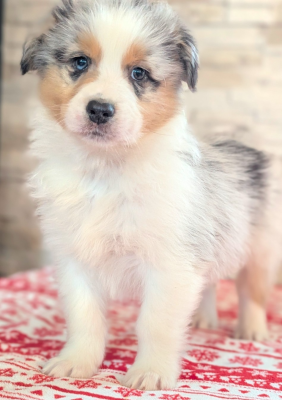 Les chiots de Berger Australien