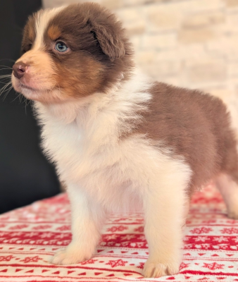 Les chiots de Berger Australien