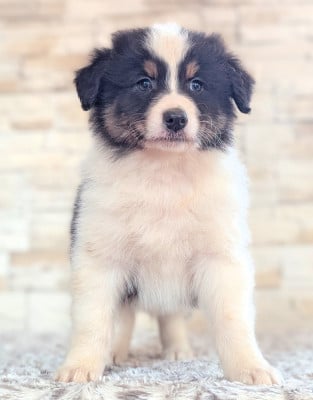 Les chiots de Berger Australien