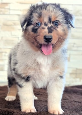 Les chiots de Berger Australien