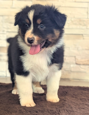 Les chiots de Berger Australien
