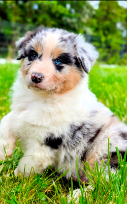 Les chiots de Berger Australien