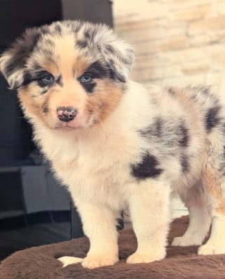 Les chiots de Berger Australien