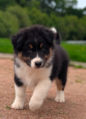 Les chiots de Berger Australien