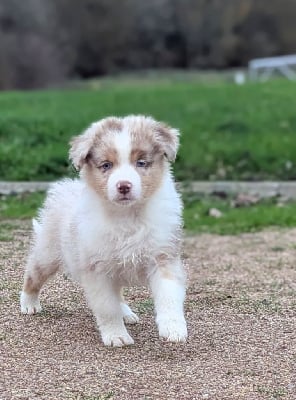Les chiots de Berger Australien
