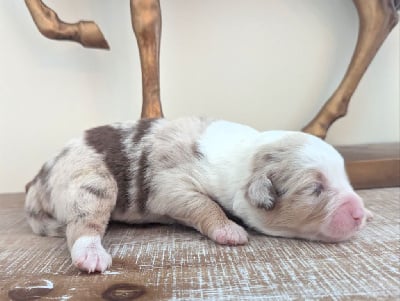 Les chiots de Berger Américain Miniature 