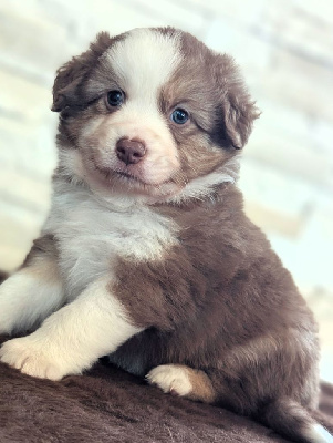 Les chiots de Berger Américain Miniature 