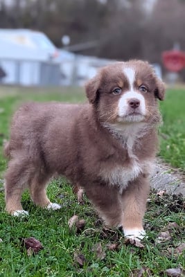 Les chiots de Berger Australien