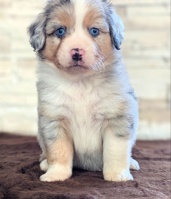 Les chiots de Berger Américain Miniature 