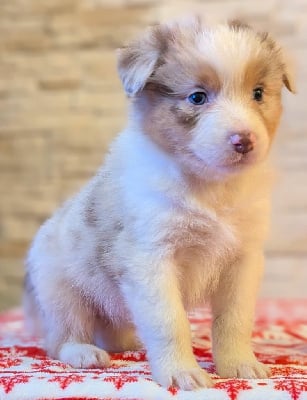 Les chiots de Berger Australien