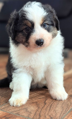 Les chiots de Berger Américain Miniature 