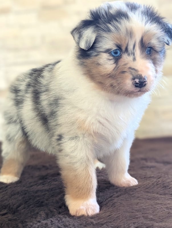 Berger Australien - by activ dog normandy