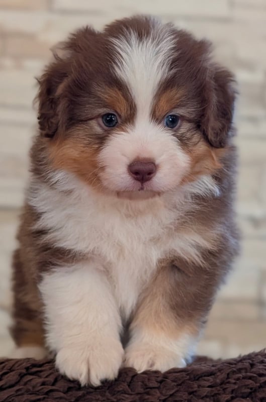 Berger Américain Miniature  - by activ dog normandy