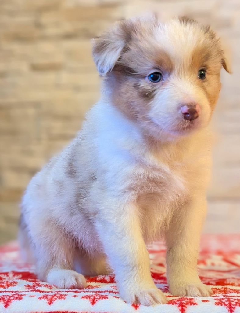 CHIOT 4 - Berger Australien