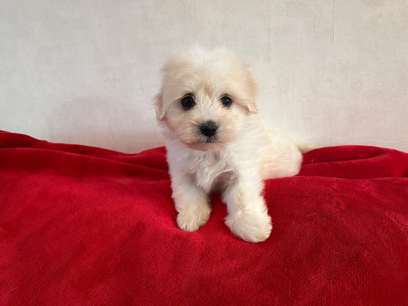 CHIOT 1 - Coton de Tulear