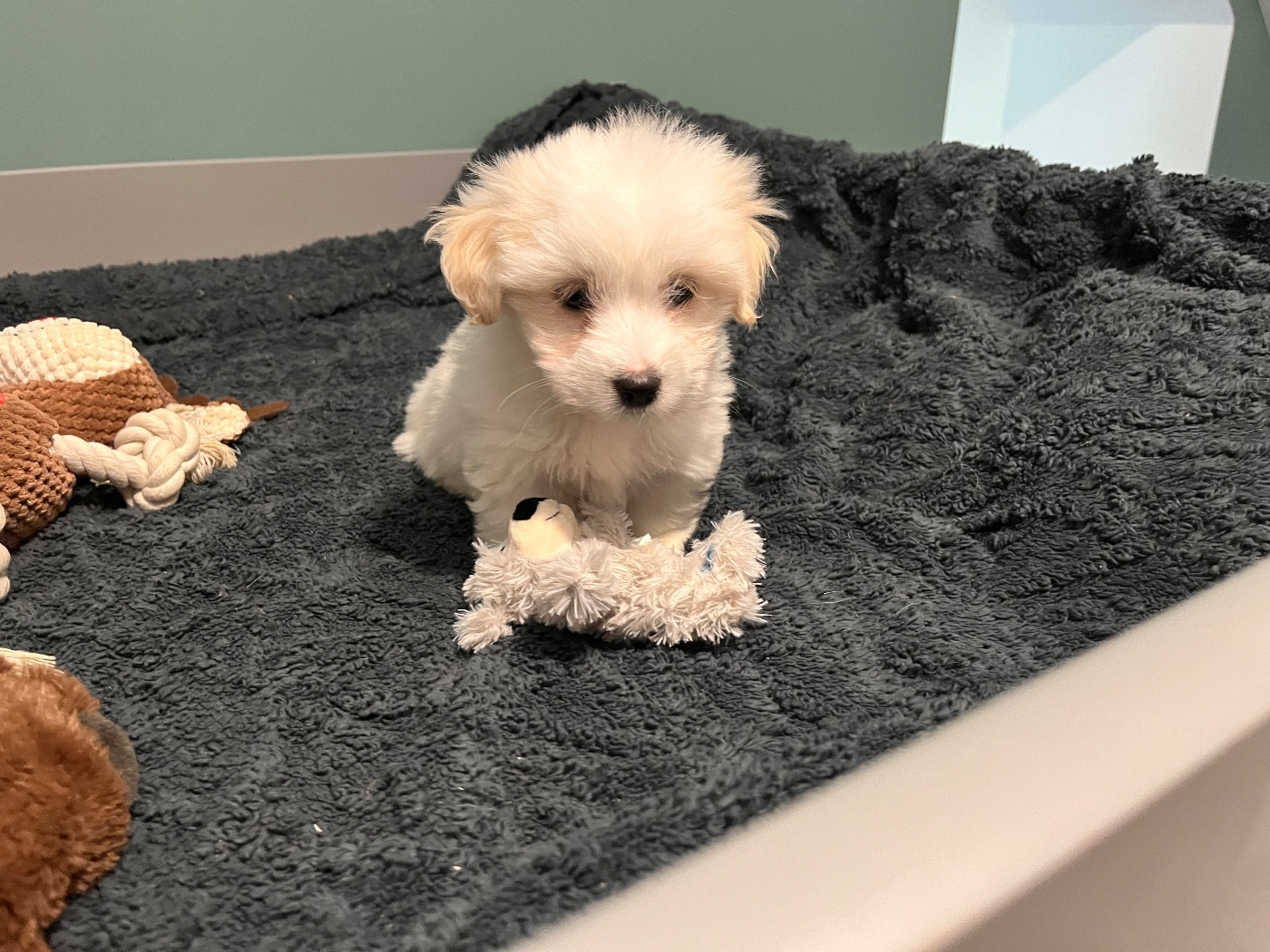 CHIOT 4 - Coton de Tulear