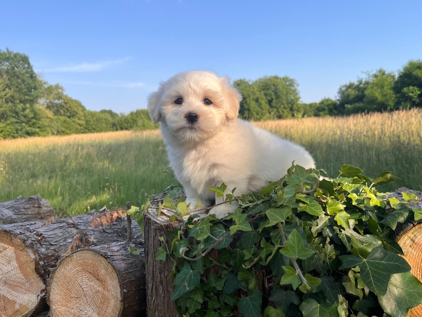 Chiot N°1 - Coton de Tulear