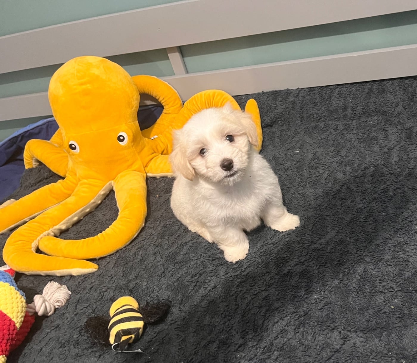 Chiot N°2 - Coton de Tulear