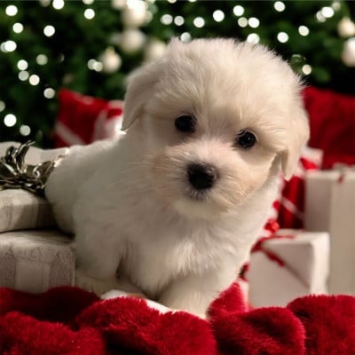 Les chiots de Coton de Tulear