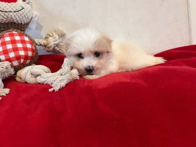 Les chiots de Coton de Tulear