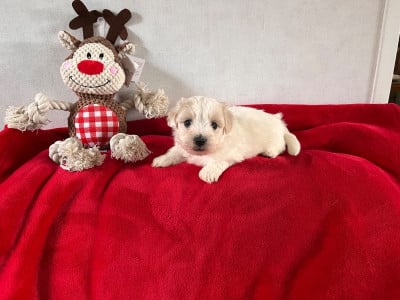 Les chiots de Coton de Tulear