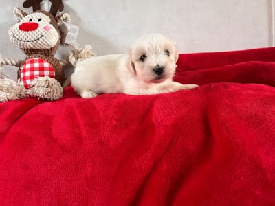Les chiots de Coton de Tulear