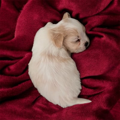 Les chiots de Coton de Tulear