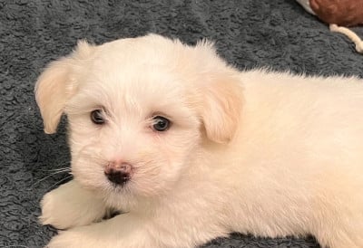 Les chiots de Coton de Tulear