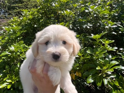 Les chiots de Coton de Tulear