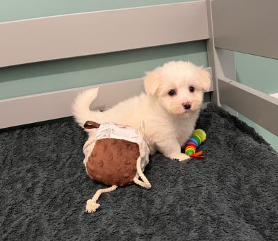 Les chiots de Coton de Tulear