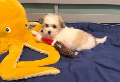 Les chiots de Coton de Tulear