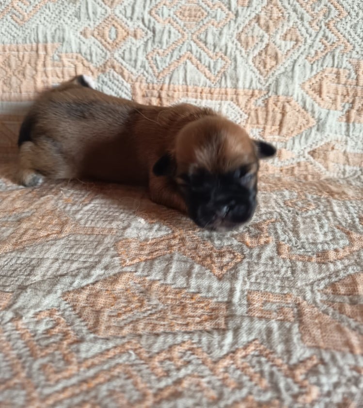 Petit collier vert - Epagneul tibetain