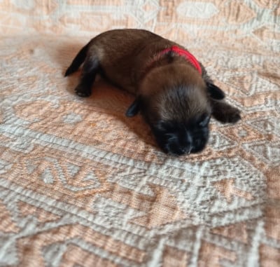 Les chiots de Epagneul tibetain