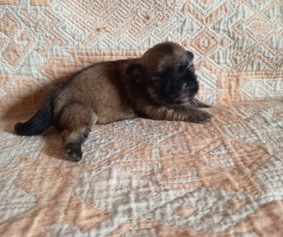 Les chiots de Epagneul tibetain