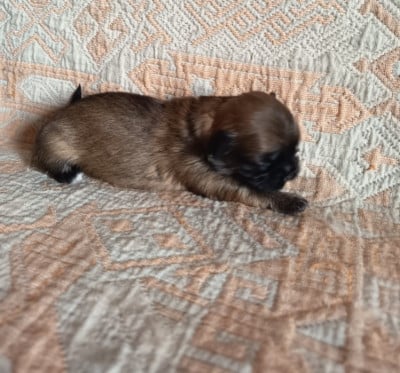 Les chiots de Epagneul tibetain