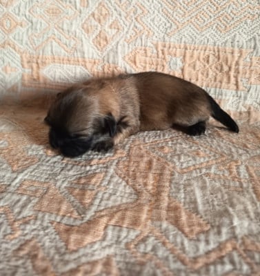 Les chiots de Epagneul tibetain